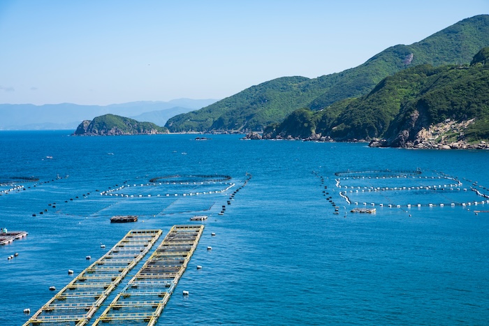 柏島の養殖生簀